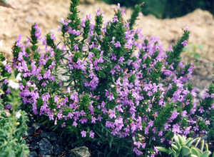 Sarriette (Plantes en Pot)