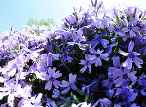Phlox Subulata Bleu