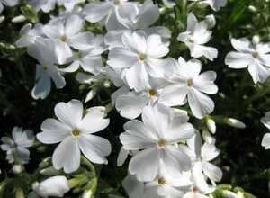 Phlox subulata maischnee - Phlox mousse