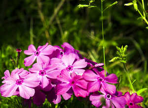 Phlox subulata Mac Daniels Cushion - Phlox mousse