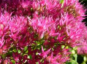 Orpin rose Â« Brillant Â» (Sedum spectabile)