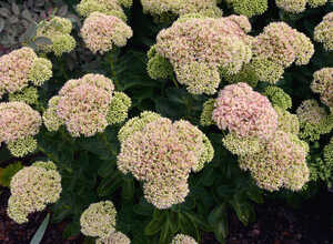 Orpin rose Â« Herbstfreude Â» (Sedum spectabile)