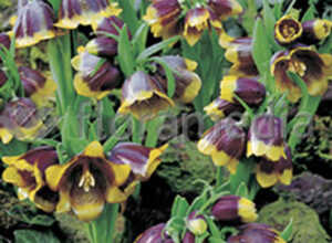 Fritillaria Michailovsky