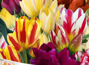 Tulipe pluriflora Mélange