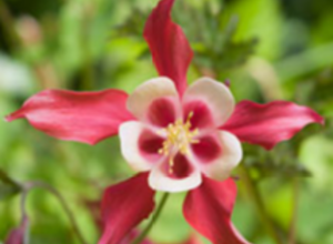 Ancolie - Aquilegia Crimson Star (plante à pot) Ancolie - Aquilegia Crimson Star (plante à pot)