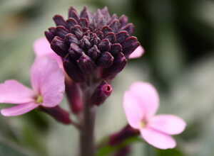 GiroflÃ©e Bowles Mauve (Erysimum Linifolium)