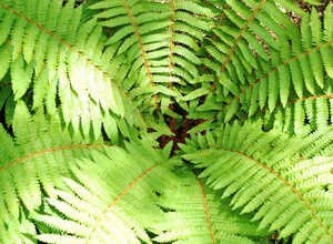 La FougÃ¨re mÃ¢le - Dryopteris filix-mas