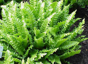 Langue De Cerf - Phyllitis Scolopendrium