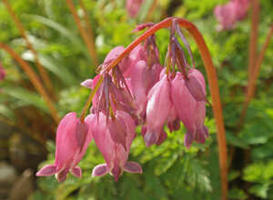 Coeur de Marie Luxuriant (Plantes en Pot)