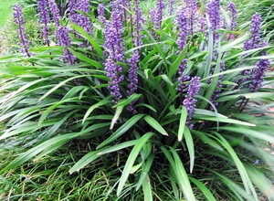 Liriope Muscari Ingwersen