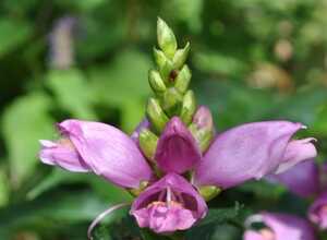 Galane oblique (Chelone obliqua)