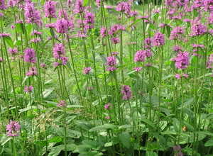 LâOreille de Lapin (Stachys monieri 'Hummelo')