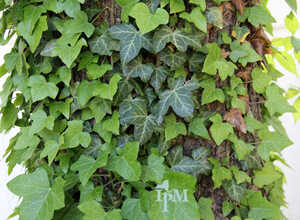 Lierre Hibernica (Hedera Hibernica) Promo