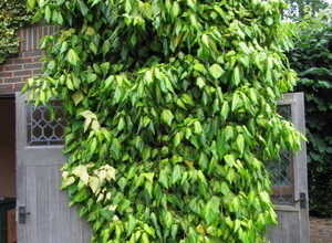 Lierre Hibernica (Hedera Goldheart) Plantes en pot