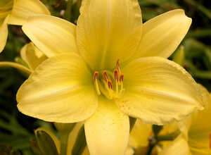 HÃ©mÃ©rocalle Stella dâOro - Hemerocallis (Potplant)