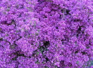 Bougainvillea Violet Bougainvillea Violet