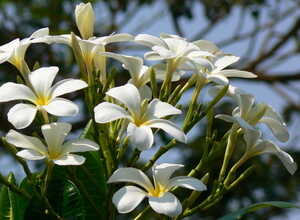 Laurier-rose Blanc (Plantes en Pot)