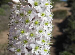 Scille maritime (Urginea maritima)