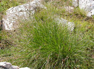 Deschampsia cespitosa 'Goldschleier' (Plantes en pot)