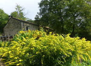 Solidago Goldkind - Solidages