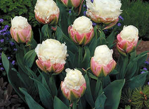Tulipes Ice Cream (en vrac)