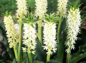 Eucomis « Automnale »