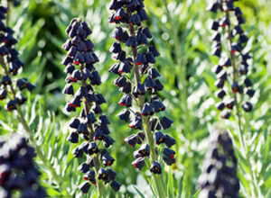 Fritillaria Persica