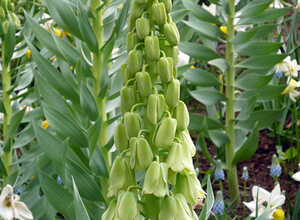 Fritillaria Persica Alba