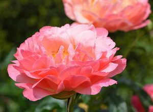 Pivoine Rose (Plantes en Pot)