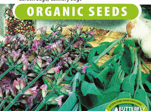 Sauge officinale, Fanni EKO