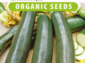 Courgette, Courge dâItalie Black Beauty EKO