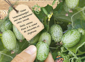 Petit cornichon du Mexique