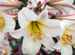 Lys Trumpet Regale