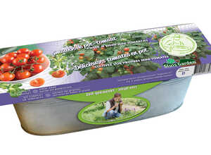 Kit Tomate Siderno F1 (pot)