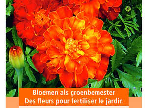 Fumage ou d'Ã©ngrais vert Tagetes / 50 gr - 50 m2