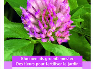 Fumage ou d'engrais vert TrÃ¨fle violet / 150 gr - 60 m2