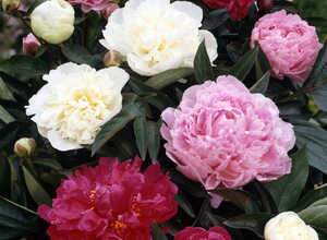 Pivoine Rouge, Rose & Blanc - Paeonia