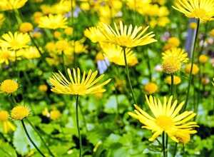 Doronic du Caucase (Doronicum Orientale)