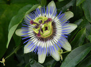 Passiflora Edulis (Passiflore)