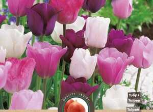 Tulipe Pink Fantasy