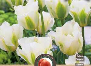Tulipe Spring Green
