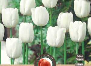 Tulipe Triumph Blanche