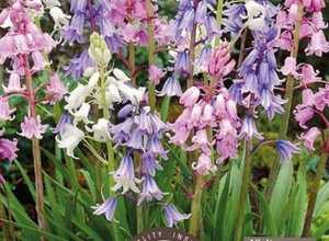 Scilla Campanulata MÃ©lange