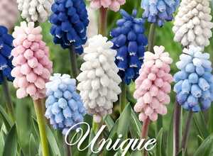 Muscari Sweet Candy MÃ©lange