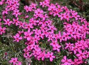 Phlox subulata scarlet flame - Phlox mousse
