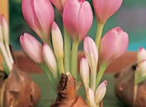 Colchicum The Giant