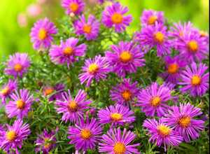 Aster nain d'automne 'Alice Haslam'