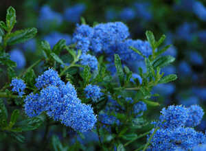 CÃ©anothe 'Repens' (Ceanothus Thyrsiflorus)