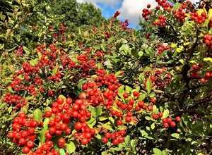 Cotoneaster Suecicus Coral Beauty - Cotoneaster Suecicus