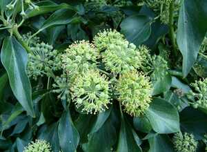 Hedera Helix Arborescens - Lierre de Perse
